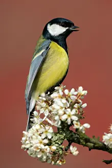 Sing: Great Tit (Parus major) perched amongst blackthorn