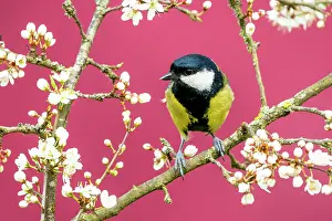 Spinosa: Great Tit (Parus major) perched amongst blackthorn