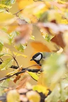 Veluwe: One Great tit (Parus major) perched on a branch