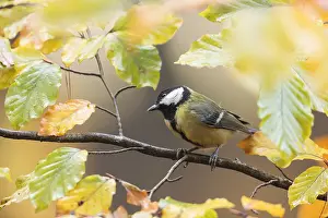 Veluwe: One Great tit (Parus major) perched on a branch