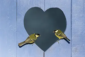 Tempe: Great Tit (Parus major) perched in a heart shape