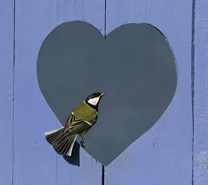 Valentin: Great Tit (Parus major) perched in a heart shape