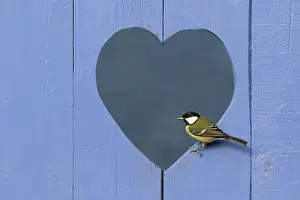 Valentin: Great Tit (Parus major) perched in a heart shape