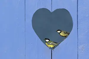 Valentin: Great Tit (Parus major) perched in a hole in a shape