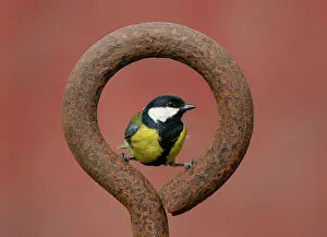 Metals: Great Tit (Parus major) perched inside a steel ring