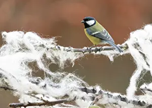 Bramble: Great Tit (Parus major) perched amongst sheep wool