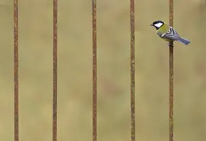Iron: Great Tit (Parus major) perched on syeel bars