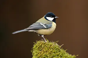 Veluwe: Great Tit (Parus major) perched on a tree stump