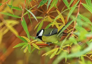 Major: Great Tit, Parus major, perched in Willow, late autumn