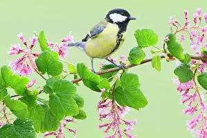 Major: Great Tit (Parus Major) perching on flowering Ribes Sanguine
