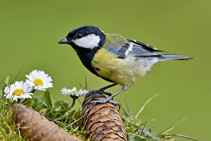 Abies: Great tit (Parus major) on pine cones and daisies