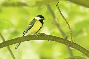 Catch: A great tit (Parus major) with prey in its beak sitting on a branch in a green