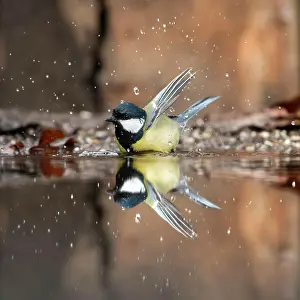 Major: Great tit (Parus major) with reflection in water
