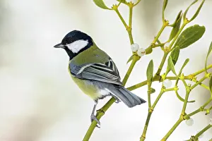 Mistletoe: Great tit (Parus major) sits on mistletoe with berries