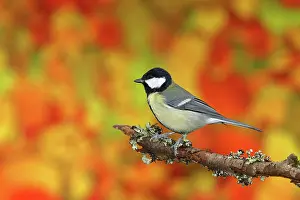 Wilden: Great tit (Parus major), sitting in front of autumn