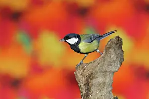 Wilden: Great tit (Parus major), sitting in front of autumn