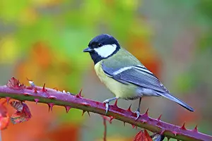 Blackberry: Great tit (Parus major) sitting on a blackberry