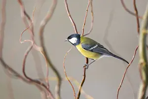 Lights: Great tit (Parus major) sitting on a branch