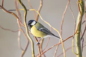 Lights: Great tit (Parus major) sitting on a branch