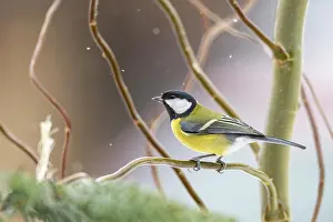 Lights: Great tit (Parus major) sitting on a branch