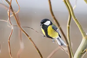 Lights: Great tit (Parus major) sitting on a branch