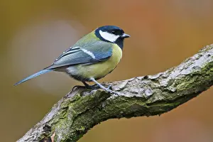 Emsland: Great tit (Parus major), sitting on a branch, Emsland