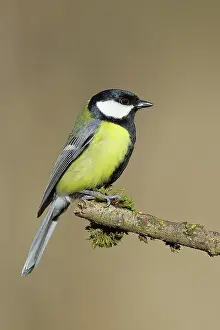 Major: Great tit (Parus major) sitting on a branch overgrown