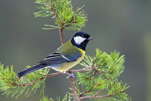 Terfens: Great tit (Parus major), sitting on a branch, Terfens