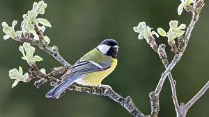 Terfens: Great tit (Parus major), sitting on a branch, Terfens