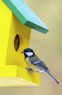 Terfens: Great tit (Parus major), sitting at a feeder, Terfens