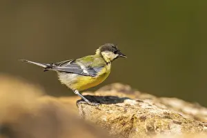 Branches: Great Tit (Parus major) sitting on a rock