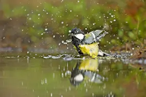 Waterdrops: Great Tit (Parus major) taking a bath, The Neth