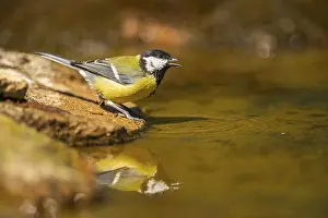 Pool: Great Tit (Parus major) at a water pool