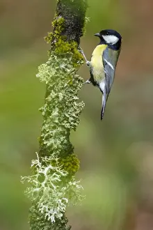 150518: Great Tit - perched on a branch - Asturias, Spain