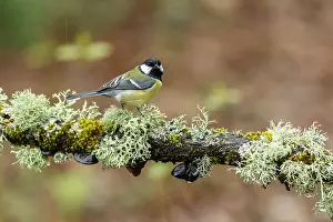 150518: Great Tit - perched on a branch - Asturias, Spain