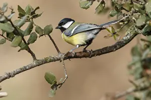 Comun: Great Tit - perched on a branch - Castile and Leon, Spain