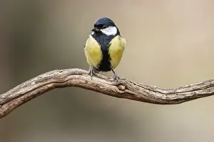 Castile: Great Tit - perched on a branch - Castile and Leon, Spain