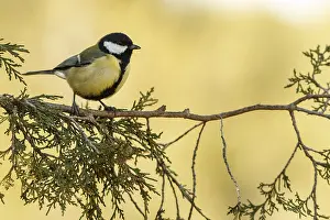 050618: Great Tit - perched on a branch - Castilla Leon, Spain