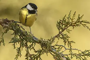 050618: Great Tit - perched on a branch - Castilla Leon, Spain