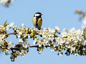 Cherries: Great Tit - perched on flowering Cherry tree (Prunus