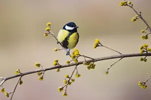 Cornelian: Great Tit - perched on flowering cornelian cherry