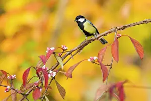 Viburnum: Great Tit - perched on flowering Viburnum bush