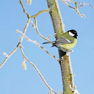 Hazelnut: Great Tit - perched on frost covered hazelnut tree