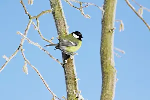 Hazelnut: Great Tit - perched on frost covered hazelnut tree