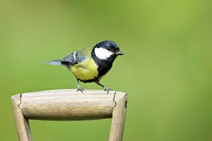 Handles: Great Tit - Perched on handle of garden fork