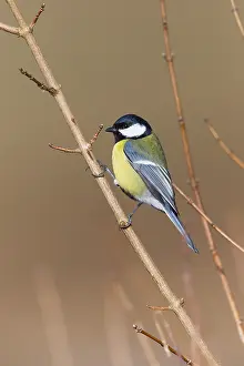 121118: Great Tit - perched on twig, North Hessen, Germany