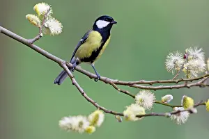 Catkins: Great Tit - perched on willow branch with catkins