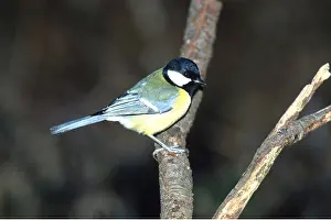 Tits: GREAT TIT - PERCHING ON BRANCH