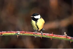 Tits: GREAT TIT - PERCHING ON STEM
