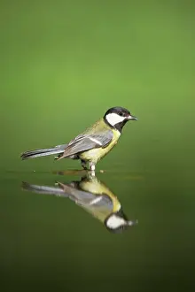 Refection: Great Tit - Refection at forest pool